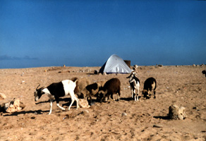 Zelt Westsahara